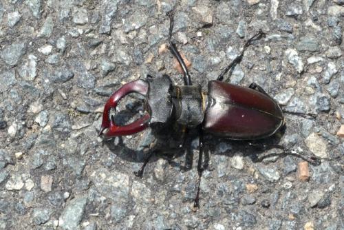 Réf. 205 082 : Lucanus cervus